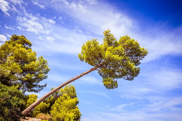 Línea costera en Croacia: Fuerte té verde, océano azul y cielo — Foto de Stock