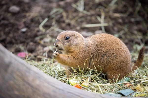 Perro de la pradera en el zoológico, hora de verano — Foto de Stock