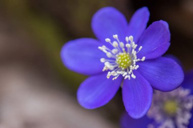 Hepatica veya liverleaf ilkbaharda, ormanda resim kadar yakın