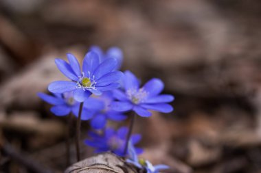 Hepatica veya liverleaf ilkbaharda, ormanda resim kadar yakın