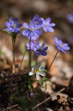 Hepatica veya liverleaf ilkbaharda, ormanda resim kadar yakın