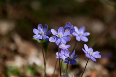 Hepatica veya liverleaf ilkbaharda, ormanda resim kadar yakın