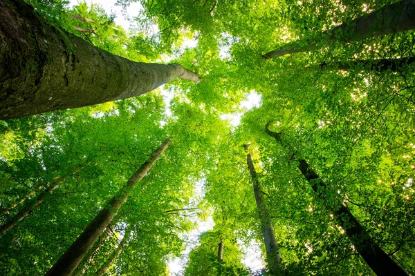 Působivé stromy v lese. Čerstvá zelená, jarní doba. Dolní části — Stock fotografie