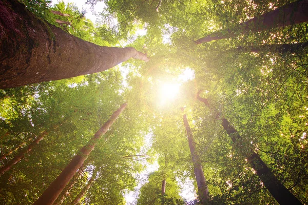 Působivé stromy v lese. Čerstvá zelená, jarní doba. Dolní části — Stock fotografie