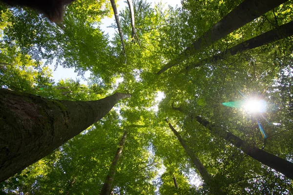 Εντυπωσιακά δέντρα στο δάσος. Φρέσκο πράσινο, ώρα άνοιξης. Κάτω μέρος — Φωτογραφία Αρχείου