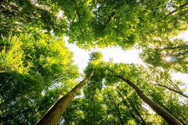 Alberi impressionanti nella foresta. Verde fresco, primavera. In basso. — Foto Stock