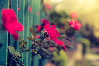 Arka bahçede kırmızı gül, güzel bokeh