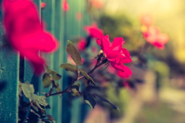 Arka bahçede kırmızı gül, güzel bokeh