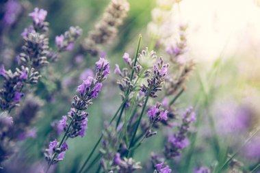 Taze mor lavanta çiçekleri Fransa, mavi gökyüzü, posta kartı
