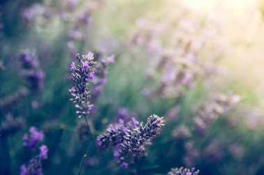 Taze mor lavanta çiçekleri Fransa, mavi gökyüzü, posta kartı