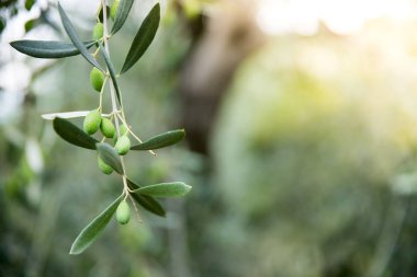Zeytin üretimi: bir dalda yeşil zeytin, İtalya