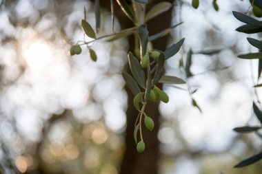 Zeytin üretimi: bir dalda yeşil zeytin, İtalya