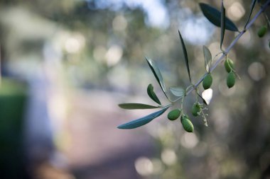 Zeytin üretimi: bir dalda yeşil zeytin, İtalya