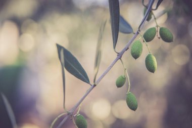 Zeytin üretimi: bir dalda yeşil zeytin, İtalya