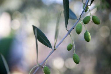 Zeytin üretimi: bir dalda yeşil zeytin, İtalya