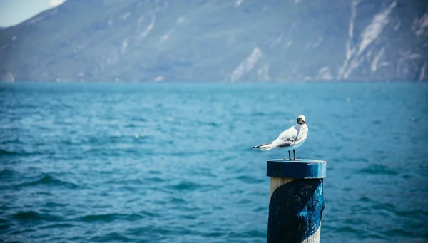 Gaivota do mar está sentado em uma agulha de madeira, água azul no backgr — Fotografia de Stock