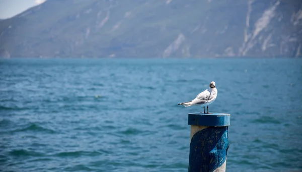 Gaivota do mar está sentado em uma agulha de madeira, água azul no backgr — Fotografia de Stock