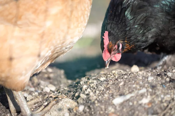 Huhn im eigenen Garten, Großaufnahme des Kopfes — Stockfoto