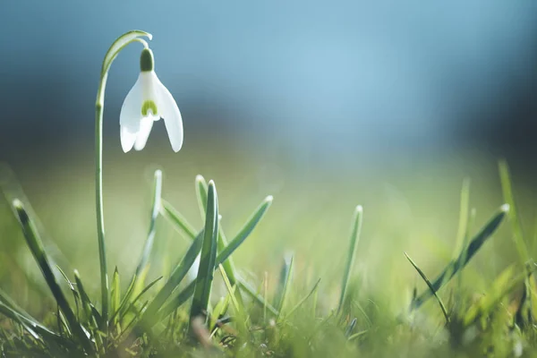 Samostatné sněhové květiny na jaře, rozmazané pozadí — Stock fotografie