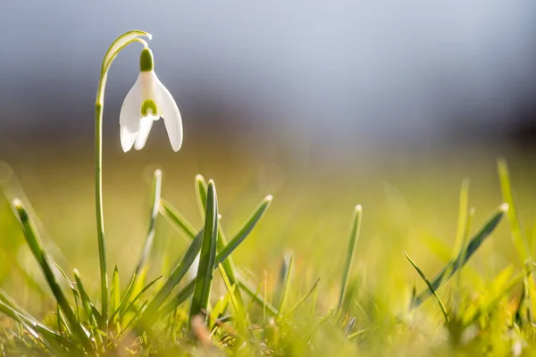 Samostatné sněhové květiny na jaře, rozmazané pozadí — Stock fotografie