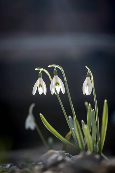 Flores aisladas de la gota de nieve en primavera, fondo borroso — Foto de Stock