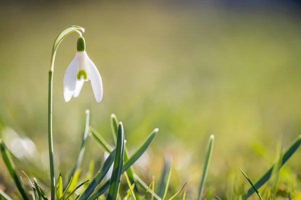 Flores aisladas de la gota de nieve en primavera, fondo borroso — Foto de Stock