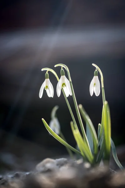 Flores aisladas de la gota de nieve en primavera, fondo borroso — Foto de Stock