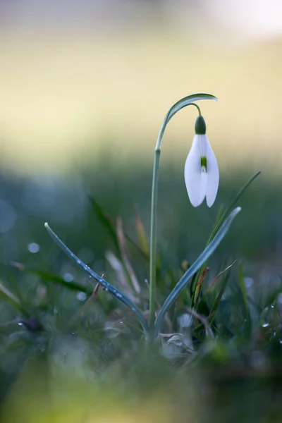 Flores aisladas de la gota de nieve en primavera, fondo borroso — Foto de Stock