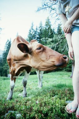 Feeding a cow on an idyllic meadow in the European alps, Austria clipart