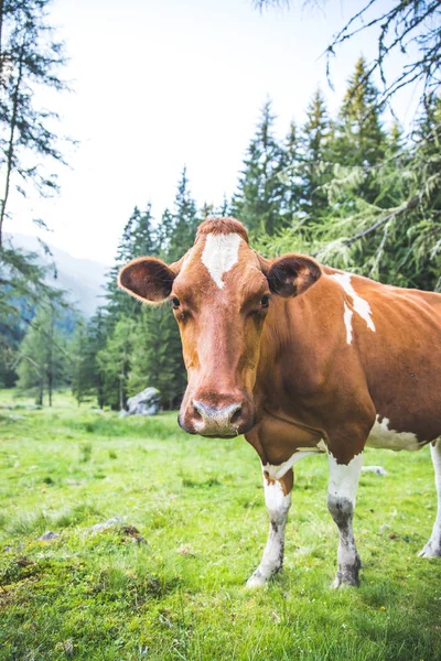 Vaca está pastando em um prado idílico nos alpes europeus, Austri — Fotografia de Stock