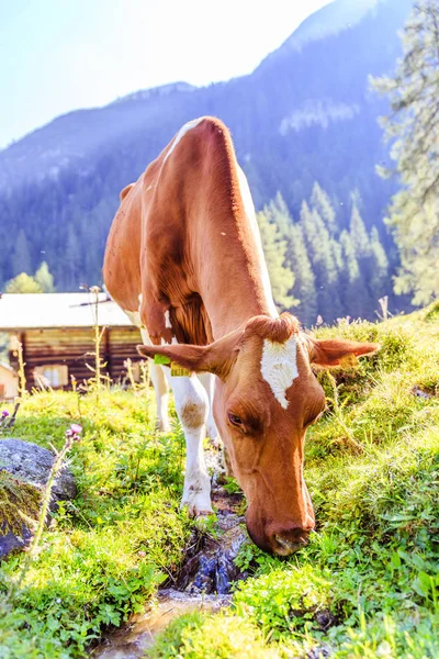 Vaca está pastando em um prado idílico nos alpes europeus, Austri — Fotografia de Stock