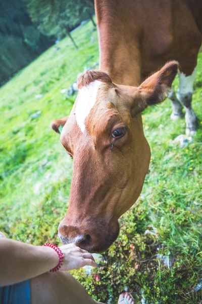 Кормление коров на идиллическом лугу в европейских Альпах, Австрия — стоковое фото