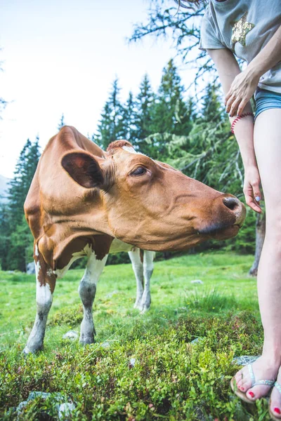 Кормление коров на идиллическом лугу в европейских Альпах, Австрия — стоковое фото