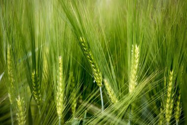 Tarım: Güneşli bir günde taze yeşil mısır tarlası, ilkbahar