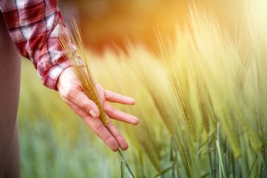 İlkbaharda mısır tarlası: Çiftçi eli yeşil buğday kulaklarına dokunuyor. S