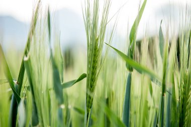 Tarım: Güneşli bir günde taze yeşil mısır tarlası, ilkbahar