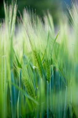 Tarım: Güneşli bir günde taze yeşil mısır tarlası, ilkbahar