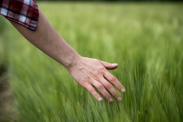 Cornfield in spring: Farmer hand is touching green wheat ears — Stock Photo, Image