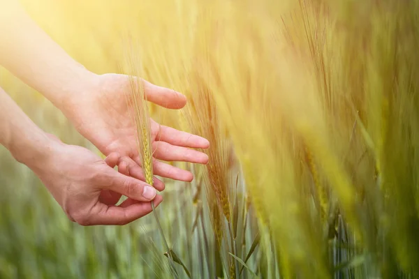 Καλαμπόκι την άνοιξη: αγρότης χέρι αγγίζει πράσινο σιτάρι αυτιά. S — Φωτογραφία Αρχείου