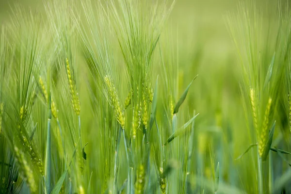 Zemědělství: čerstvé zelené kukuřičné pole za slunečného dne, jarní období — Stock fotografie