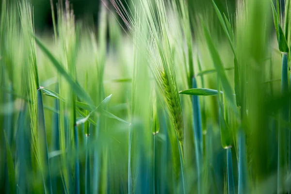 Agriculture: Fresh green cornfield on a sunny day, springtime — Stock Photo, Image