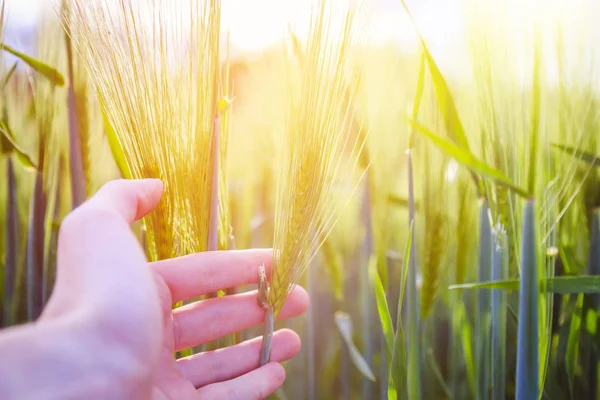 Cornfield in spring: Farmer hand is touching green wheat ears. S — Stock Photo, Image