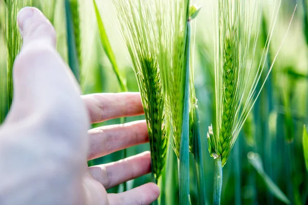 Cornfield in spring: Farmer hand is touching green wheat ears — Stock Photo, Image