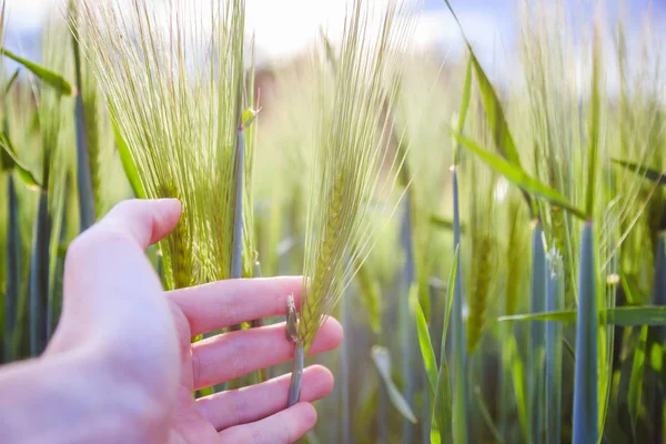 Cornfield in spring: Farmer hand is touching green wheat ears — Stock Photo, Image