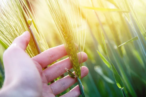 Cornfield in spring: Farmer hand is touching green wheat ears. S — Stock Photo, Image