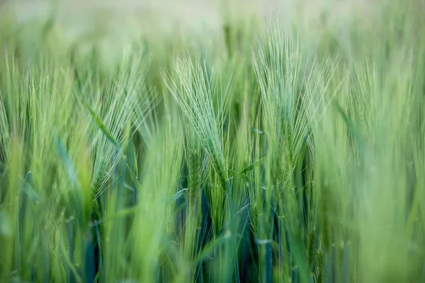Zemědělství: čerstvé zelené kukuřičné pole za slunečného dne, jarní období — Stock fotografie