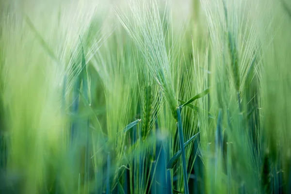 Сельское хозяйство: свежие зеленые кукурузные поля в солнечный день, весна — стоковое фото
