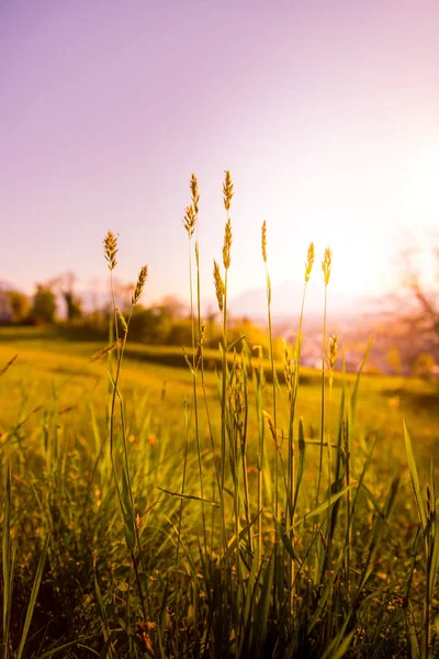 Idyllische goldene Landschaft Abendkulisse: Sommerwiese, Sonnenuntergang — Stockfoto