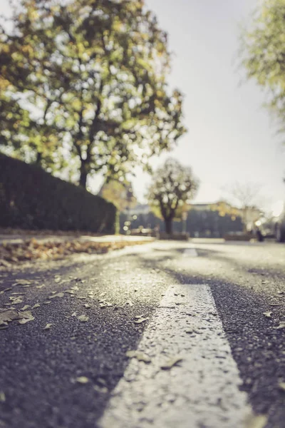 Blatt auf der Straße, Herbst, Kopierraum — Stockfoto