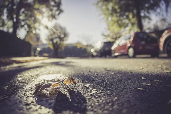 Blatt auf der Straße, Herbst, Kopierraum — Stockfoto